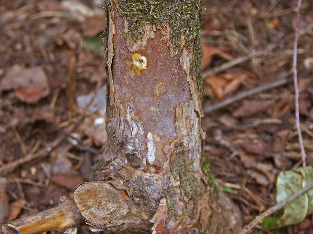 A 6 mm bullet entered this trunk with 150 m/s and 10 Joules, went in for about 5 mm, then bounced back out completely