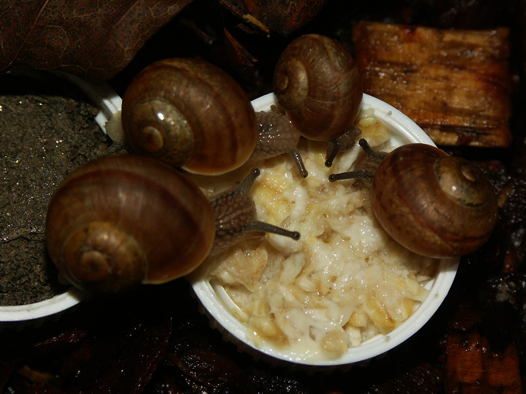 Snails eating porridge for the first time