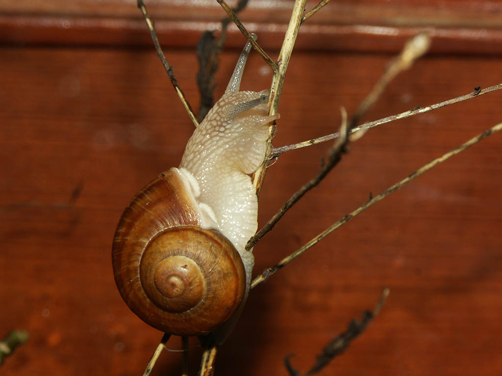 Snails climbing on some rotted plants