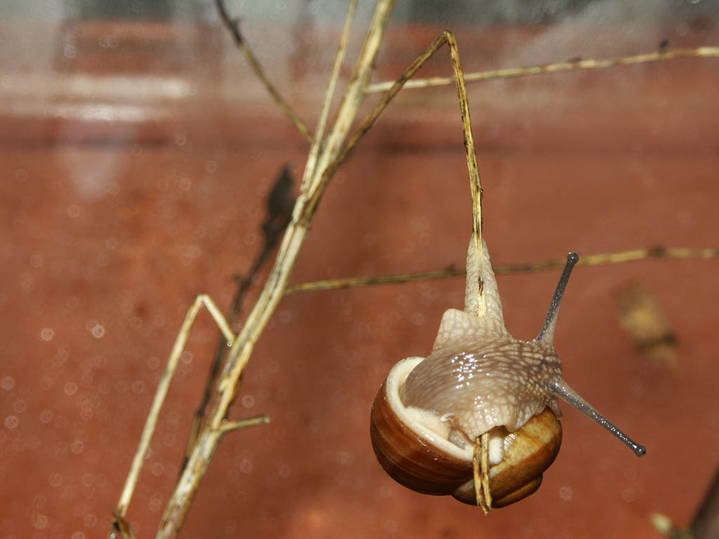 Snail hanging from piece of plant