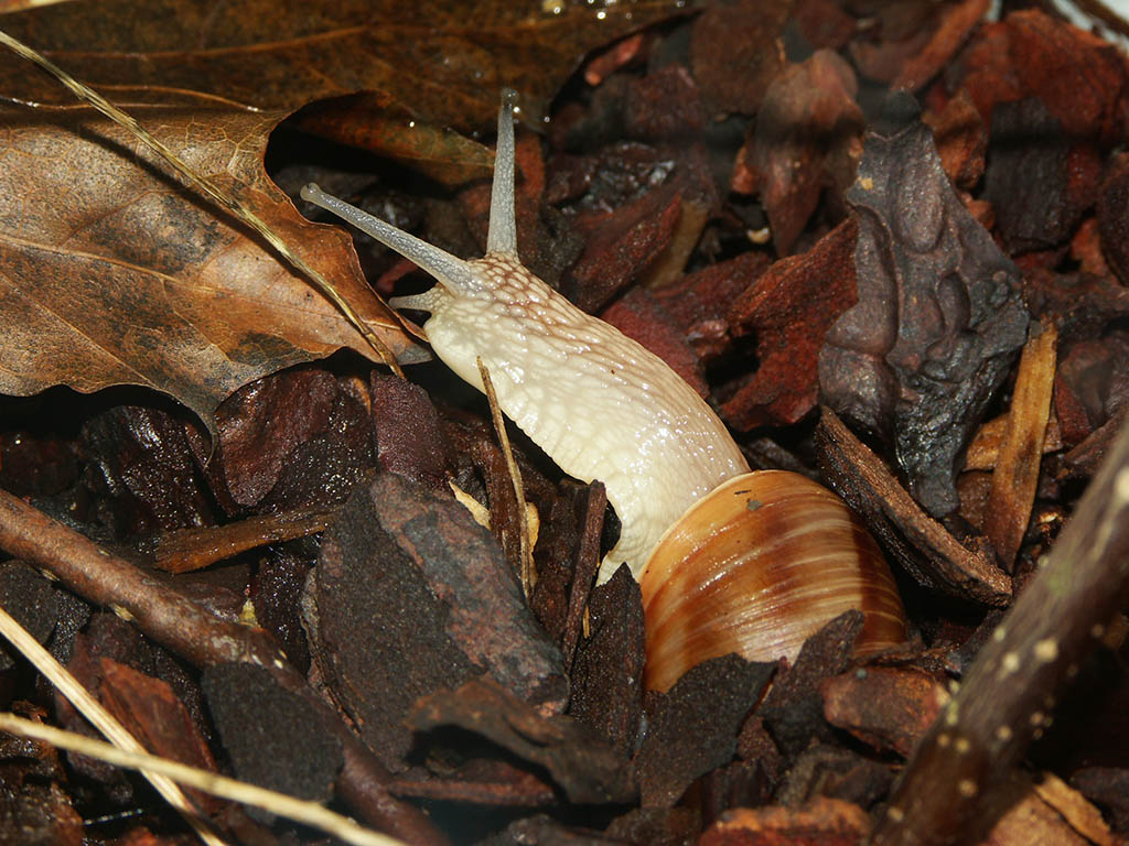 A snail emerging from its hiding place