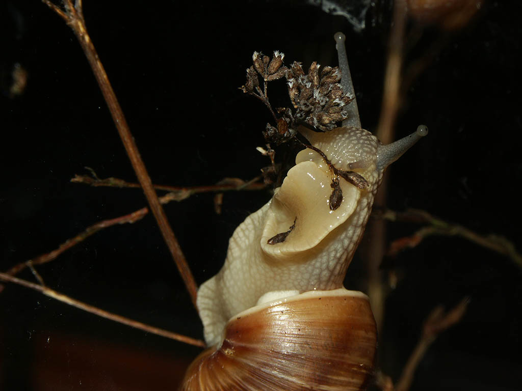 Snail eating plants from my garden