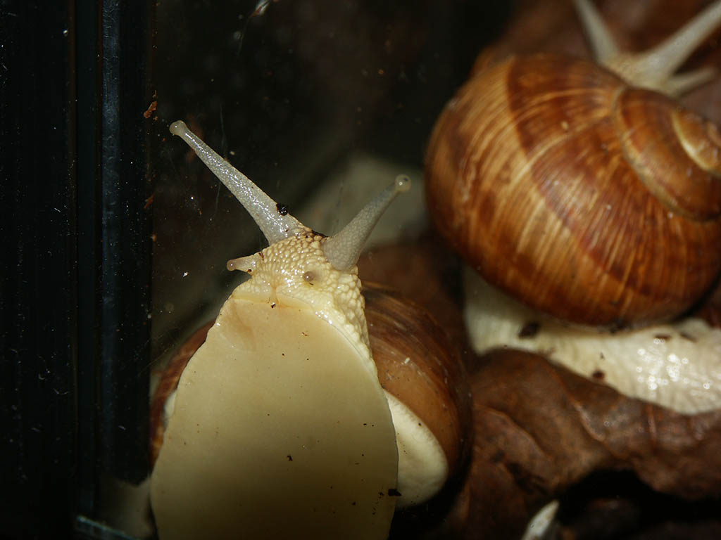 Snails looking for food