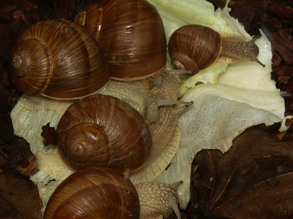 Snails enjoying salad