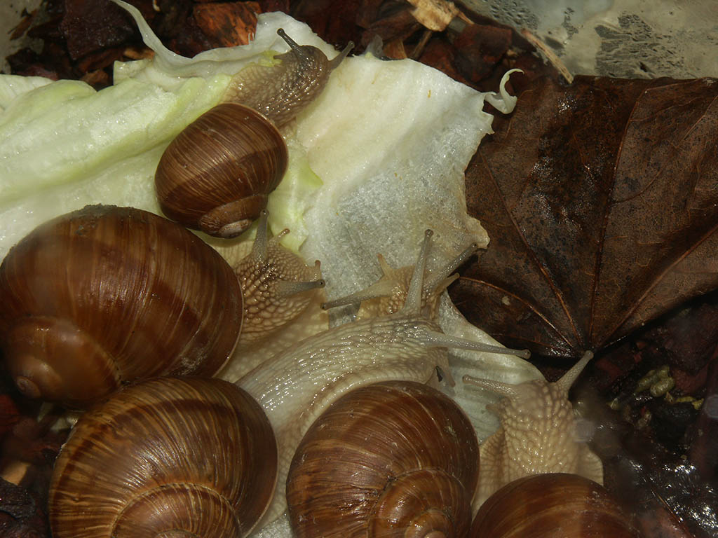 Snails enjoying salad