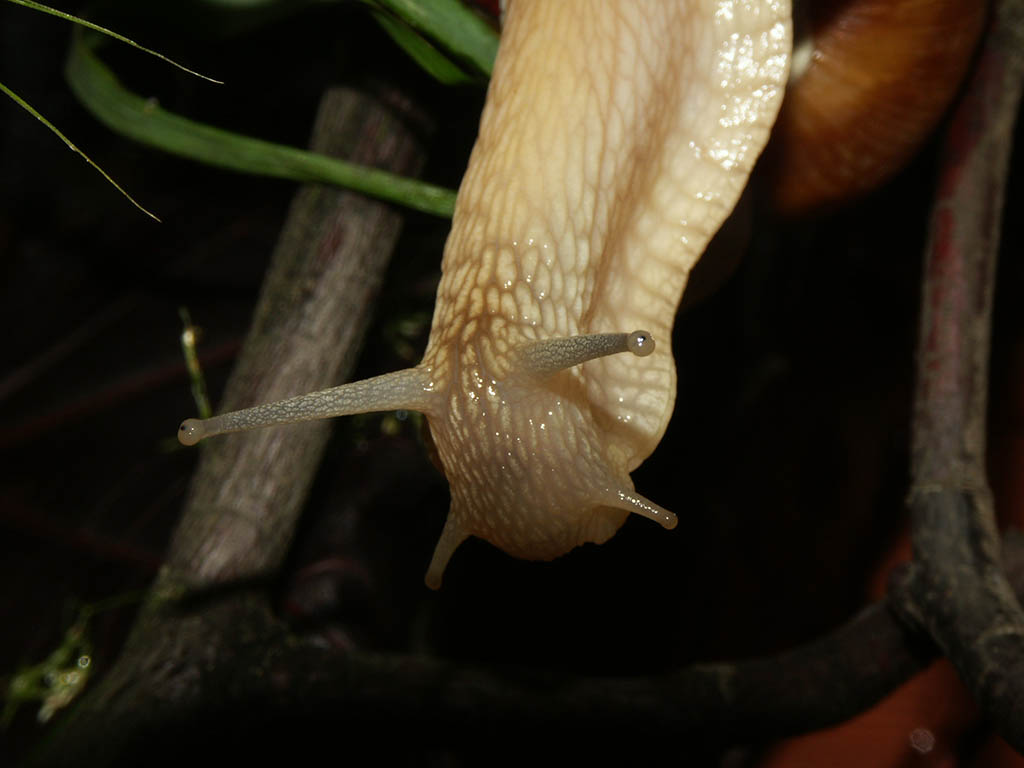Snail stretching out for tasty oat flakes