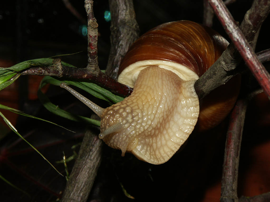 Snail "chewing" on oat flake
