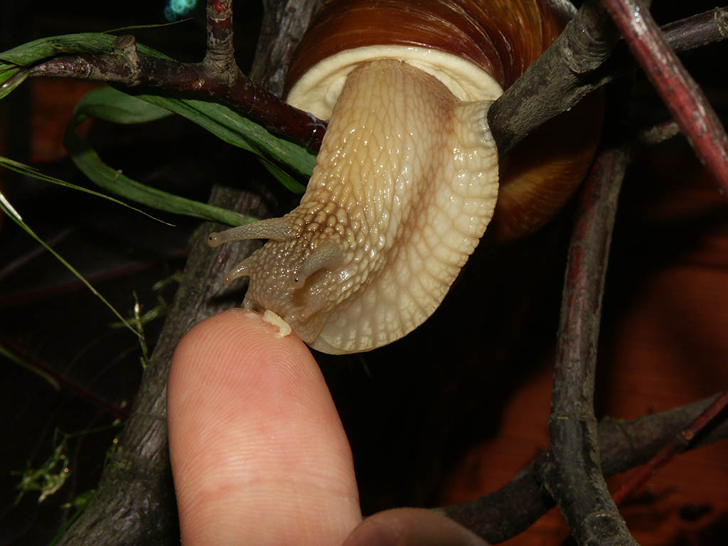 Snail eating oat flake off my fingertip