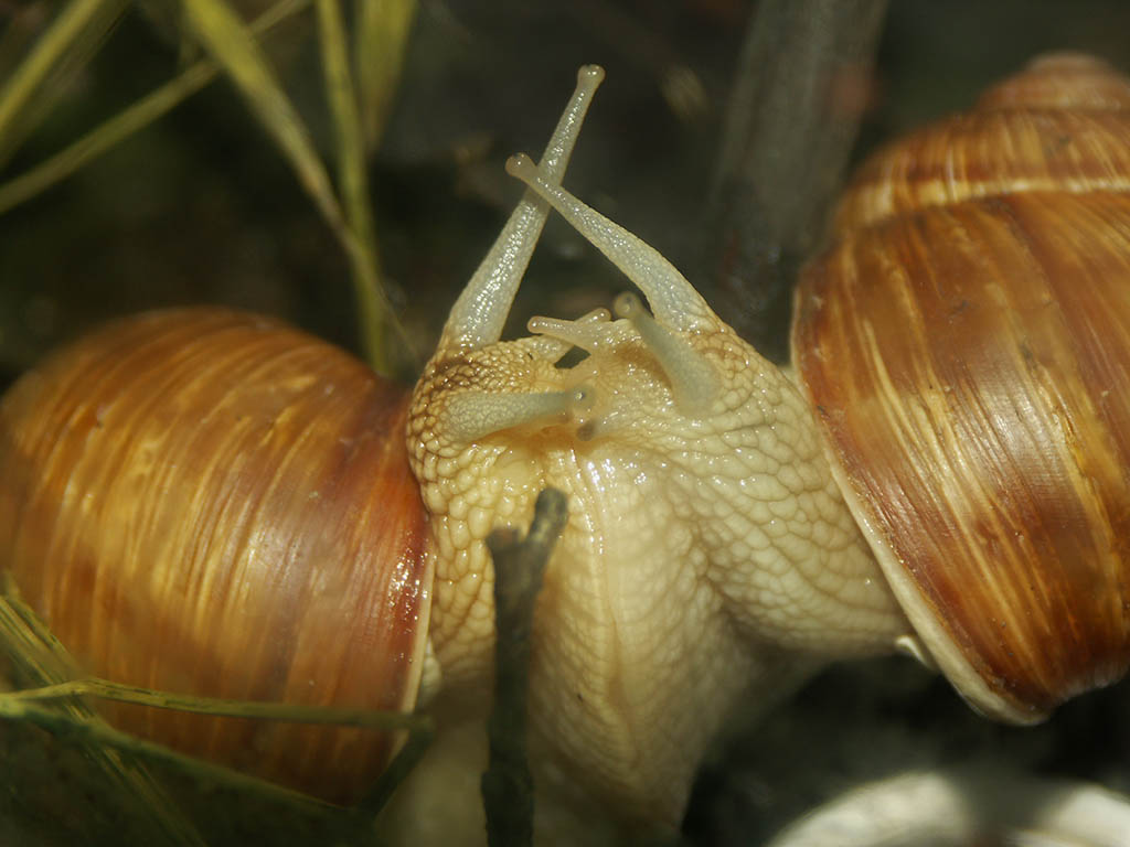 Snails engaging in mating behavior the first time