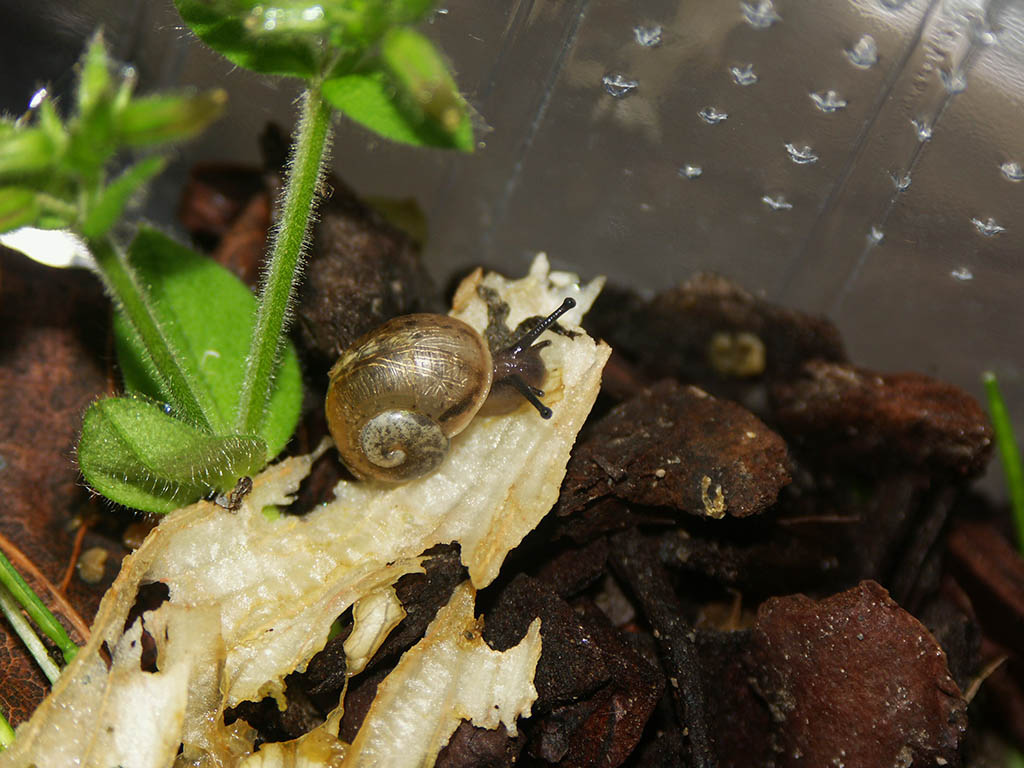One of my 5 new Helix Pomatia snail babies from Sauerland
