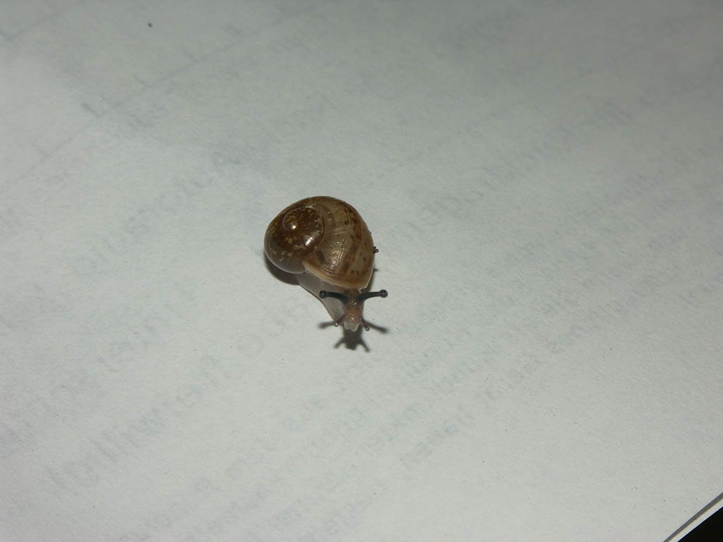 One of the two snails that hatched from 6 eggs
