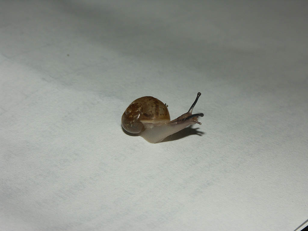 One of the two snails that hatched from 6 eggs