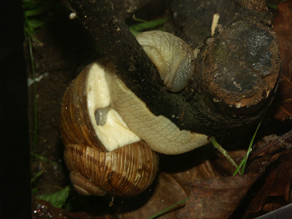 Snail eating bark of a stick